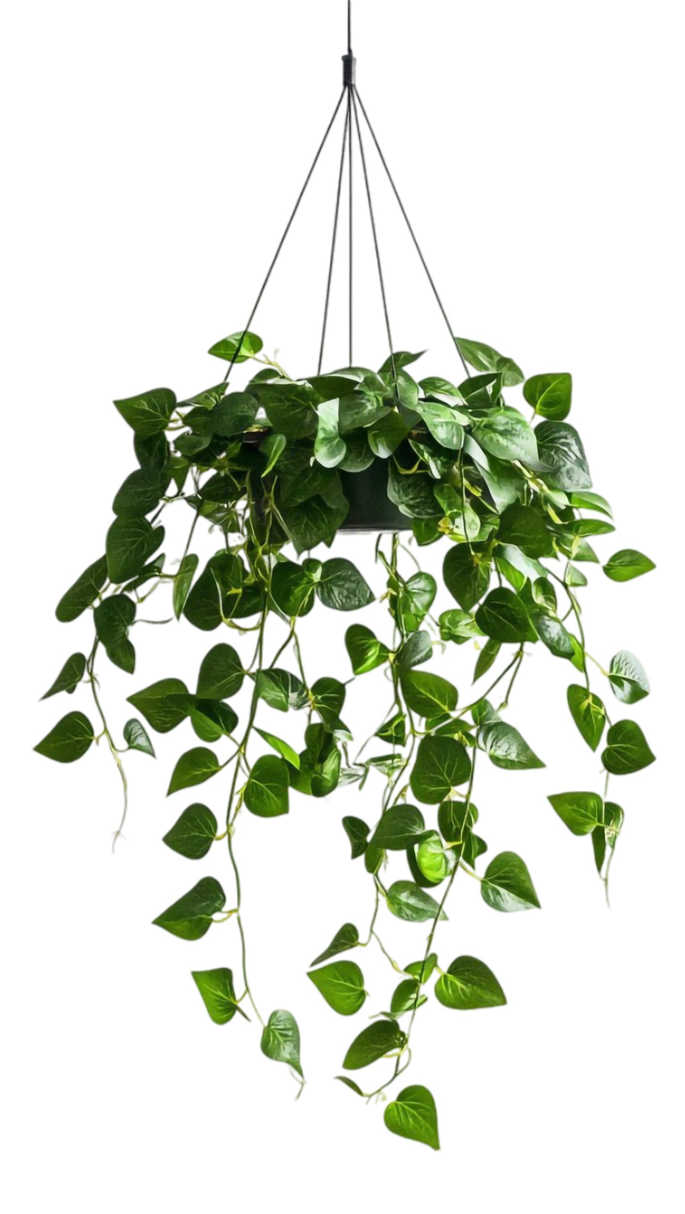 Hanging plant decoration